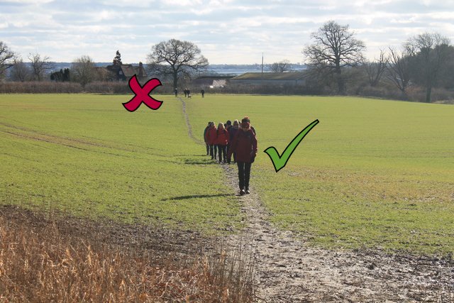 Footpath across a field of crops